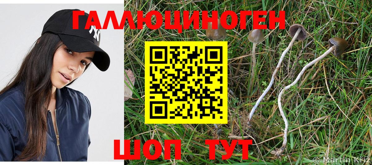 Псилоцибиновые грибы Psilocybe Мончегорск